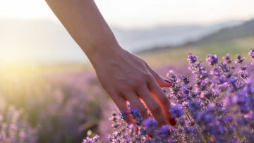 Lavendel bei innerer Unruhe